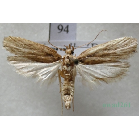Depressaria pastinacella (Duponchel, 1838) Czech94